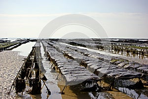 Oyster beds