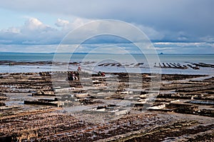 Oyster beds in Cancale, France.