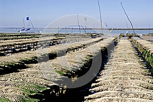 Oyster beds at Ronce les Bains