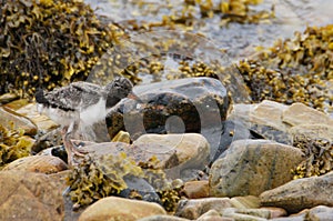 Oyster Catcher Fledgling (Haematopus ostralegus) at The Sound of Islay, Isle of Jura, Scotland