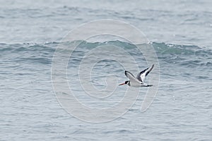 Oyster catcher flying against the water backdrop