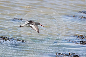 Oyster catcher flying at Dutch island Terschelling photo