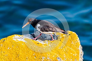 Oyster Catcher Haematopus ostralegus Bird