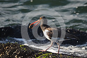 Oyster catcher looking for dinner