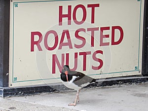 Oyster Catcher Posing by Hot Roasted Nut Sign in Atlantic City, New Jersey