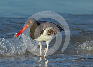 Oyster Catcher Walking Towards Photographer at Fort DeSoto Park, Florida