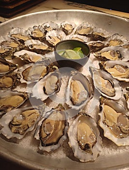 Oyster is the common name for a number of different families of salt-water bivalve molluscs photo
