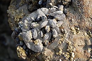 Oyster covered rock, Hastings