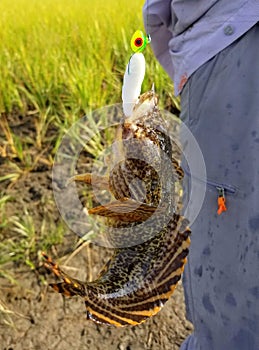 An oyster cracker fish on the hook