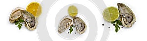 Oyster with dining  she   appetize,  expensive  antioxidant refreshment gourmet food salty nutrition white background delicatessen