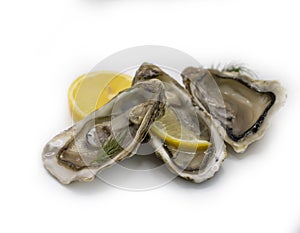 Oyster with dining open , antioxidant refreshment gourmet food salty nutrition white background delicatessen