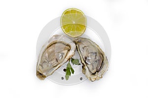 Oyster with dining open fresh ,  expensive  antioxidant refreshment gourmet food salty nutrition white background delicatessen