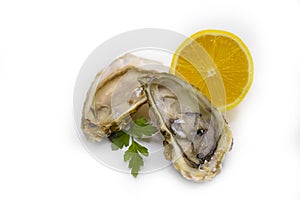 Oyster with dining open  restaura ,  expensive  antioxidant refreshment gourmet food salty nutrition white background delicatessen