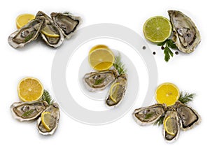 Oyster with dining  she  restaura ,  expensive  antioxidant refreshment gourmet food salty nutrition white background delicatessen