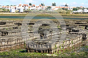 Oyster exploration