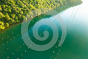 Oyster farm baskets in waters of Lim bay near dense forest