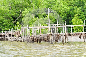 Oyster farm in mangrove forest area at Chanthaburi, Thailand. One of the best tourist attraction in Thailand