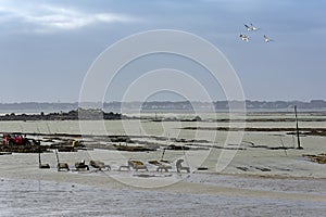 Oyster farm in Quiberon bay