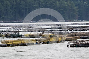 Oyster farming in the Damariscotta River, Maine, involving traps and cages photo