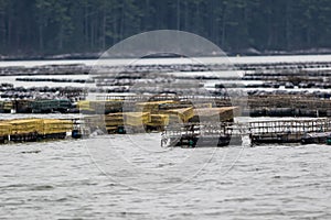 Oyster farming and oyster traps along the Damariscotta River in Maine