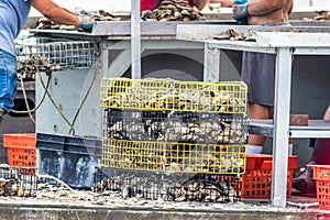 Oyster farming and oyster traps along the Damariscotta River in Maine