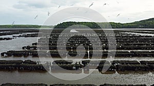 Oyster farming and oyster traps, floating mesh bags. Drone Aereal View Woodstown beach, Waterford, Ireland