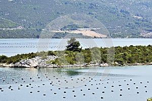 Oyster farms in a bay of the Mediterranean Sea