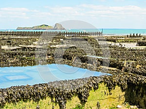 Oyster farms in lowtide, Cancale, France