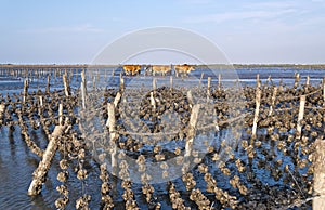 Oyster farms in Taiwan coast photo