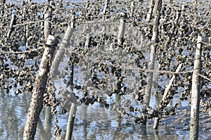 Oyster field.