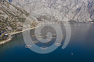 Oyster and fish farming in Montenegro