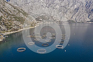 Oyster and fish farming in Montenegro