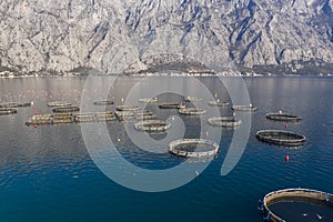 Oyster and fish farming in Montenegro