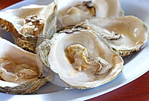 Oyster