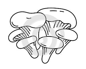 Oyster fungus or hiratake. Edible mushrooms. Vector line. Editable outline stroke.