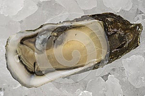 Oyster on Half Shell