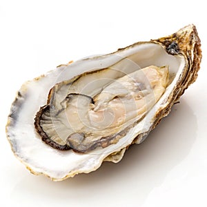 Oyster Isolated on White Background