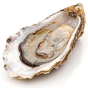 Oyster Isolated on White Background