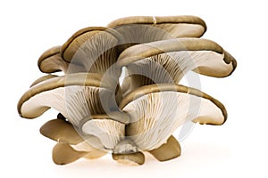 Oyster mushroom photo