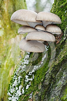 Oyster mushroom