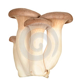 Oyster mushroom