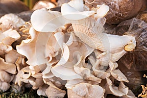 Oyster Mushroom .