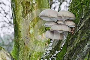 Oyster mushroom