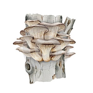 Oyster mushroom bunch on a tree trunk. Watercolor illustration. Hand painted Pleurotus ostreatus fungi element on a tree