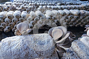 Oyster mushroom cultivation