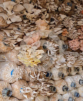 Oyster mushroom cultivation