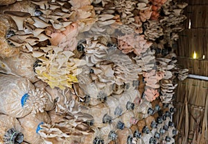 Oyster mushroom cultivation