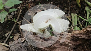 Oyster mushroom is a food mushroom from the Basidiomycota group photo