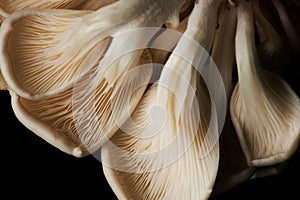 Oyster Mushroom Gills with Natural Textures on Black