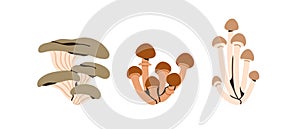 Oyster mushroom, honey fungus, shimeji. Autumn fall edible fungi clusters, bunches set. Natural vegetarian forest food